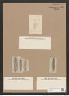 Navicula elliptica var. sublinearis Grun. (de-Toni-Nr.: Genus 1, Species 298) Zeichnungen Sammlung Grunow Nr. 697 (NHMW-BOT-W0367073)